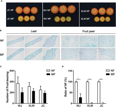 Soil bacterial communities associated with marbled fruit in Citrus reticulata Blanco ‘Orah’